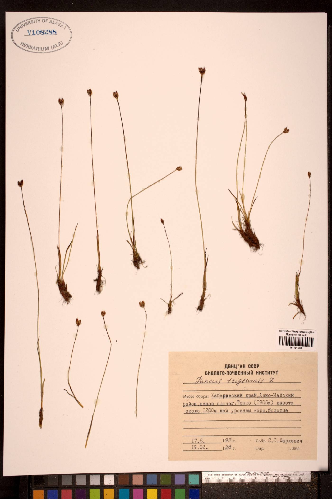Juncus triglumis subsp. triglumis image