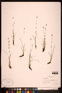 Juncus triglumis subsp. triglumis image