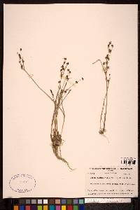 Juncus alpinoarticulatus image