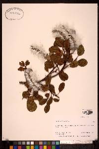 Salix arctica image
