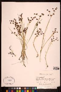 Juncus articulatus image