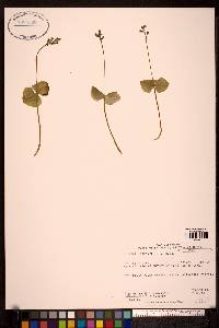 Listera cordata image