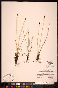 Eleocharis uniglumis image