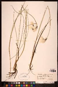 Eriophorum angustifolium image