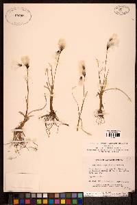 Eriophorum angustifolium image