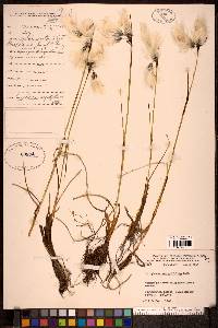 Eriophorum angustifolium image