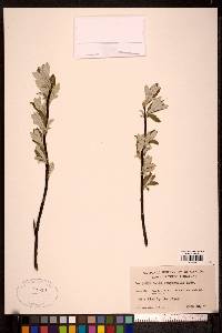 Salix alaxensis var. longistylis image