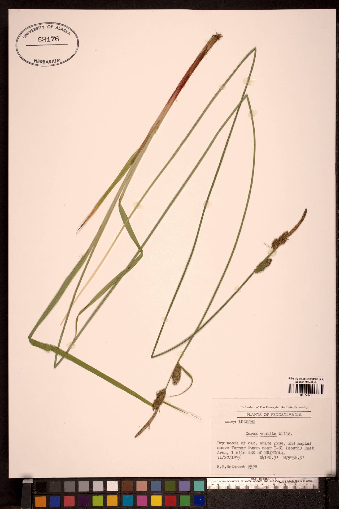 Carex vestita image