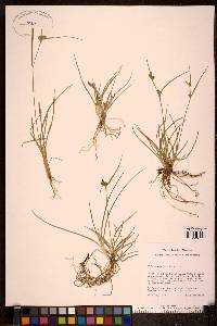 Carex viridula image