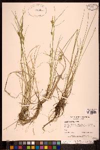 Carex viridula image