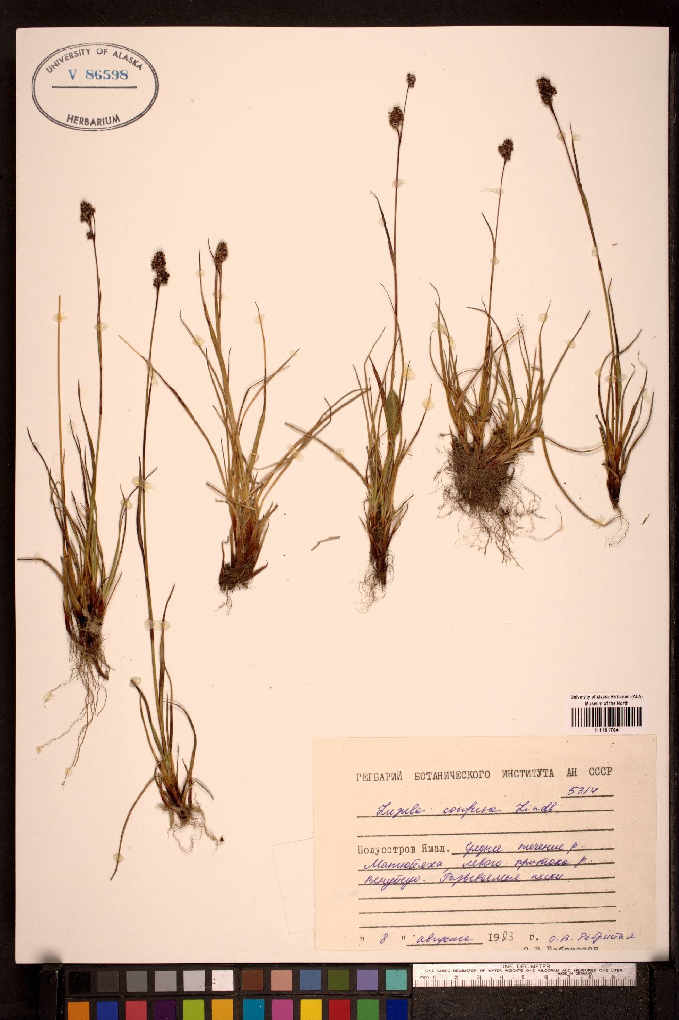 Luzula confusa image