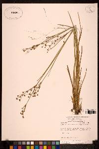 Juncus brevicaudatus image