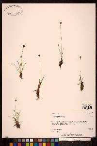 Juncus albescens image