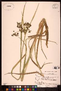 Scirpus microcarpus image