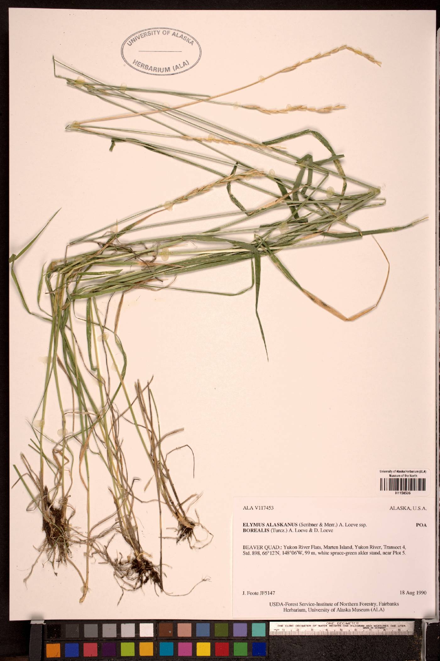 Elymus alaskanus subsp. borealis image
