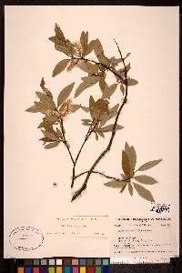 Salix arbusculoides image