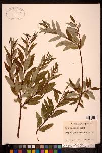 Salix arbusculoides image