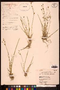 Juncus alpinoarticulatus image