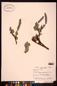 Salix arctica image