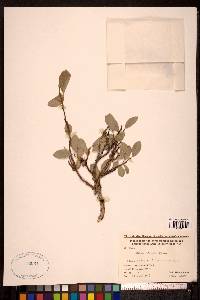 Salix arctica image