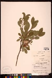 Salix athabascensis image