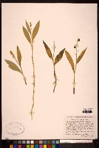 Maianthemum trifolium image