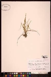 Carex viridula image