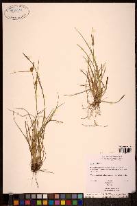 Carex viridula image