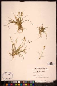 Carex viridula image