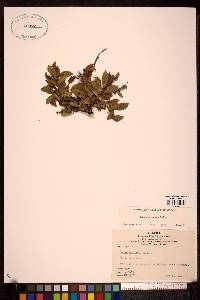 Salix arbusculoides image