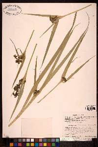 Scirpus microcarpus image