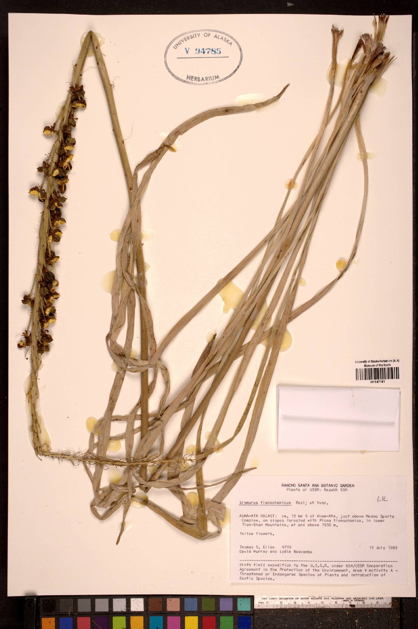 Eremurus tianschanicus image