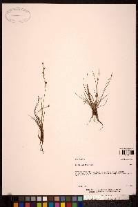 Juncus alpinoarticulatus image