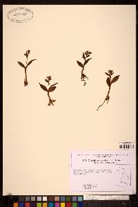 Coeloglossum viride image