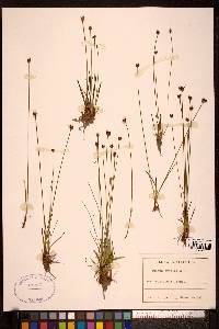 Juncus triglumis image