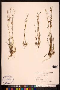 Juncus alpinoarticulatus image