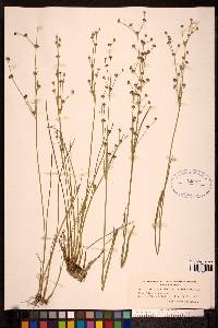 Juncus alpinoarticulatus image