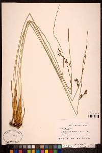 Juncus arcticus image