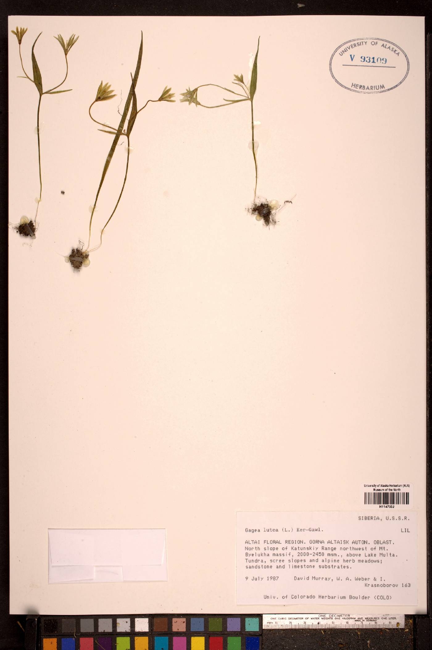Gagea lutea image