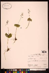 Listera cordata image