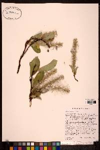 Salix arctica image