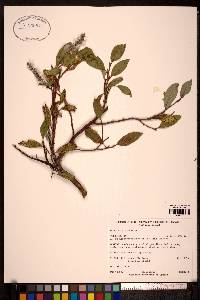 Salix arctica image