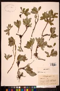 Salix arctica image