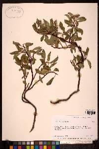 Salix arctica image