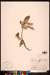 Salix arctica image