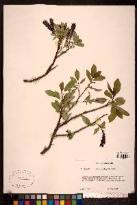 Salix arctophila image