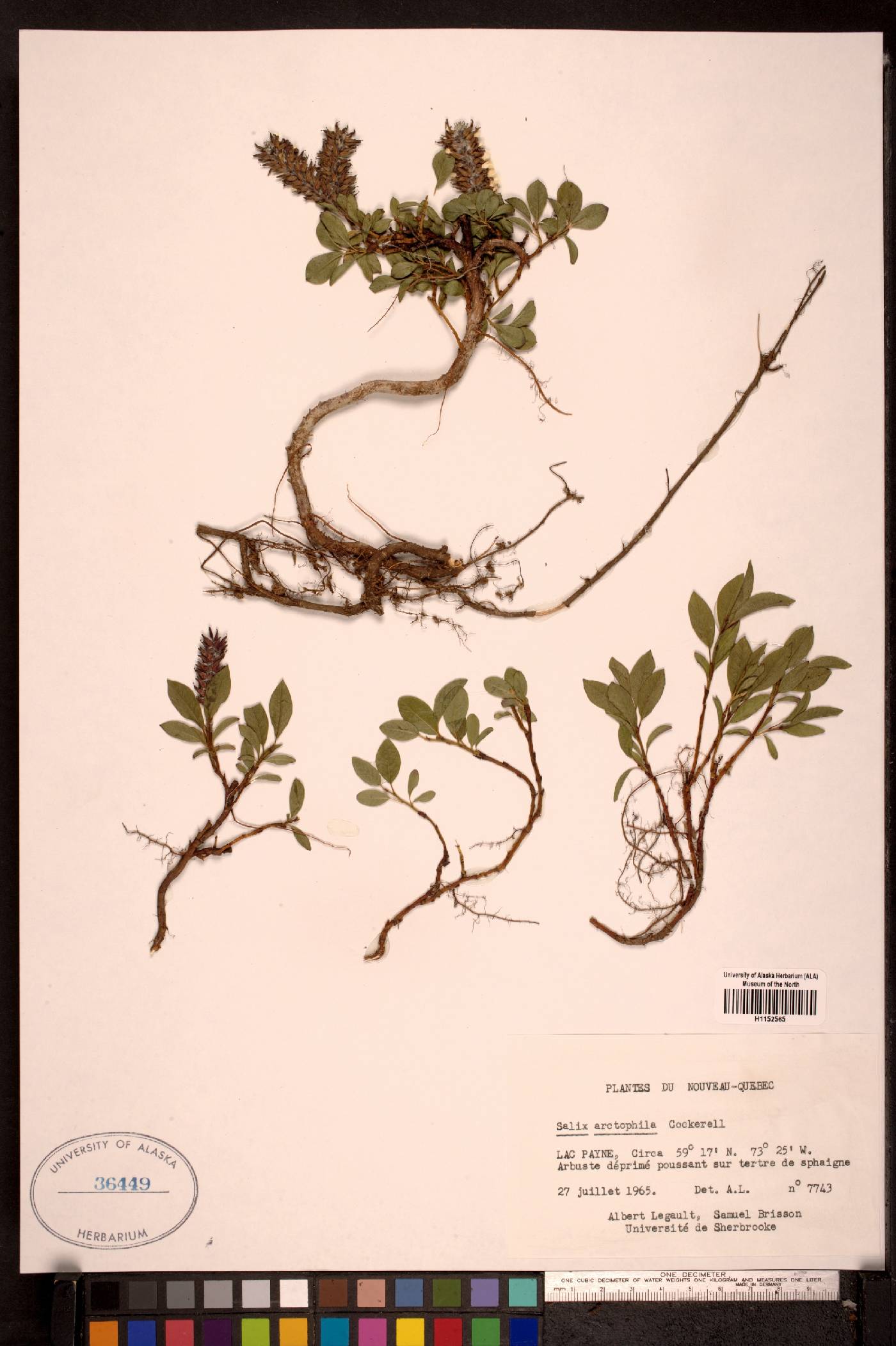 Salix arctophila image