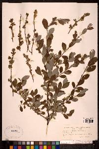 Salix aurita image