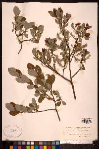 Salix aurita image