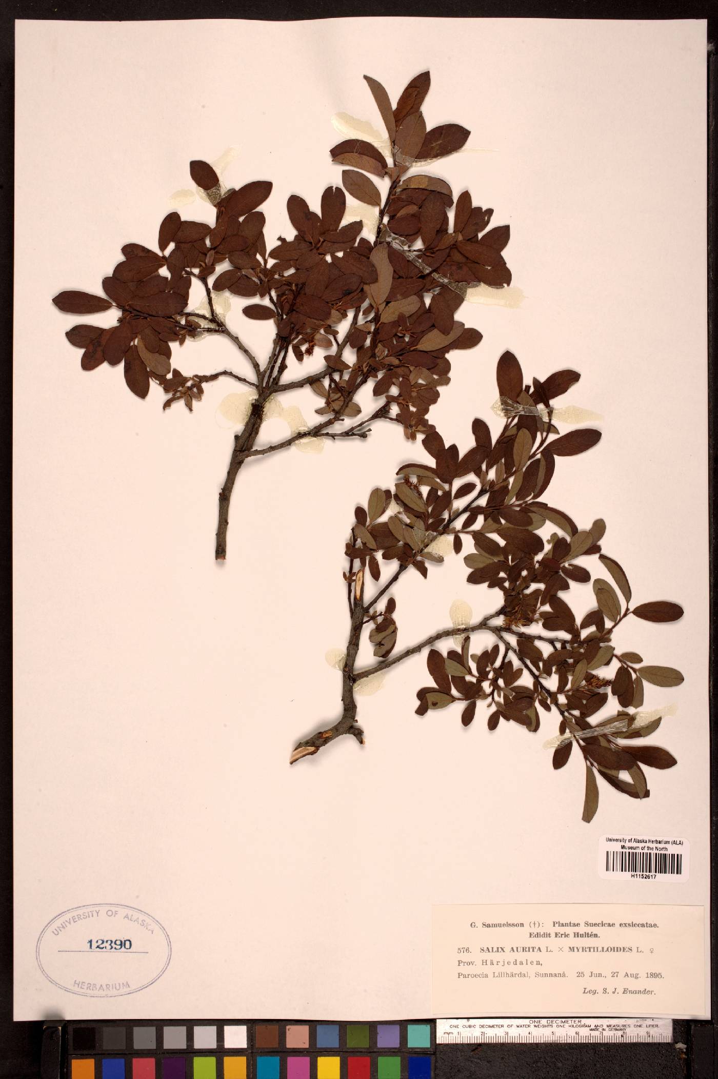 Salix aurita image